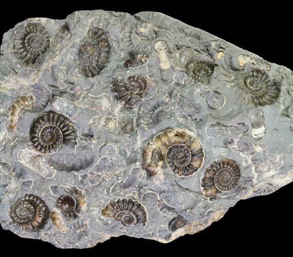 Ammonite Fossil Slab - Marston Magna Marble #63509